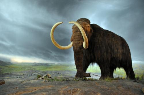 Lunchtime Talk: Show and Tell: Ice Age Herbivores on the Hoe