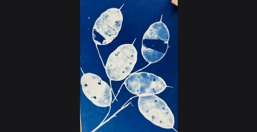 Cyanotype workshop   make a cyanotype Christmas card